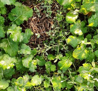 OSR clover OSR clover